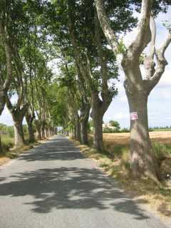 the plane tree lined entrance to the village